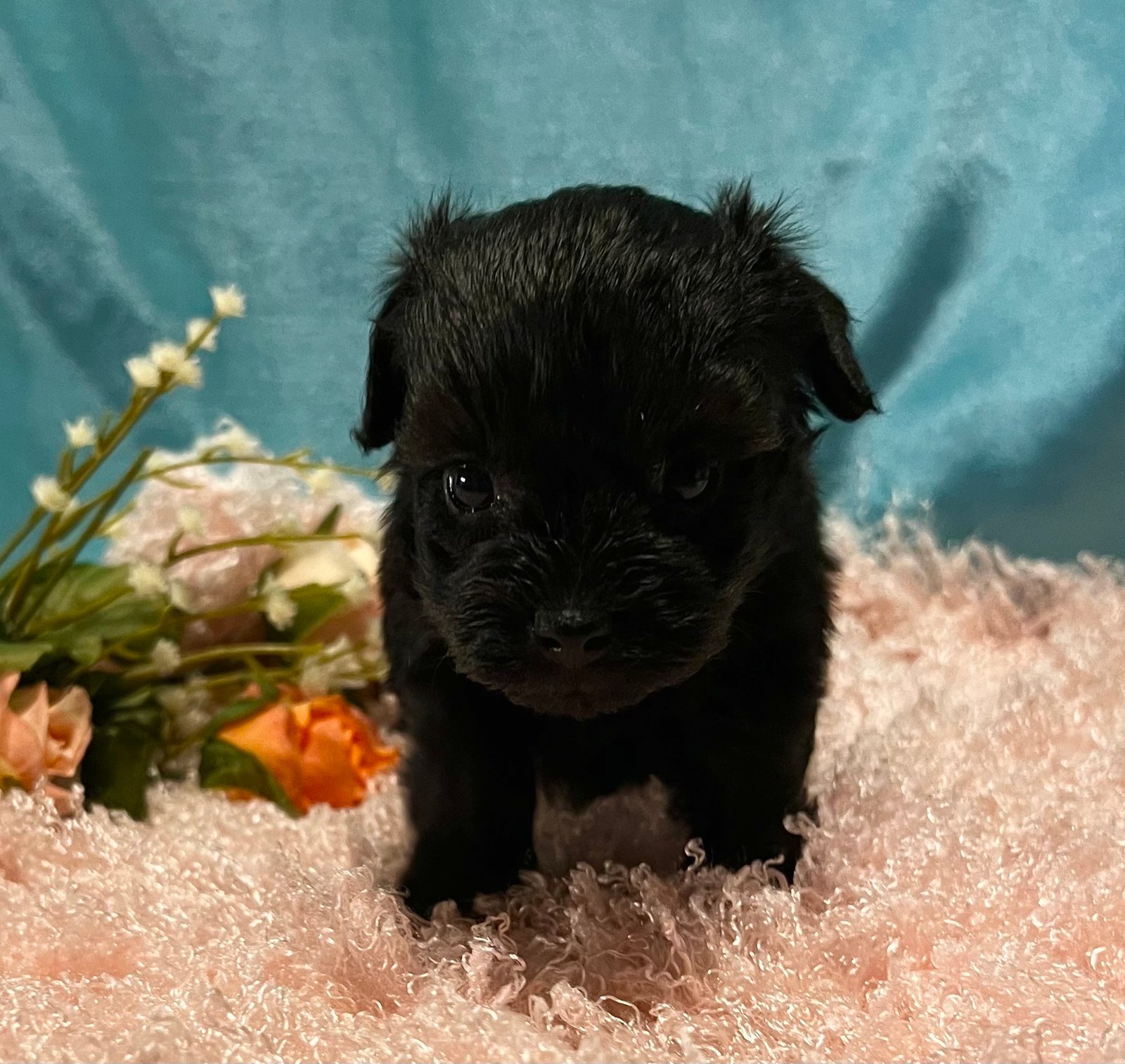 Available Puppy Pals – Miniature Schnauzers